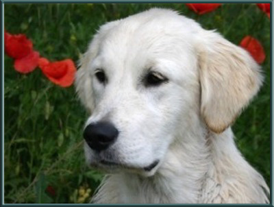 Sadie
