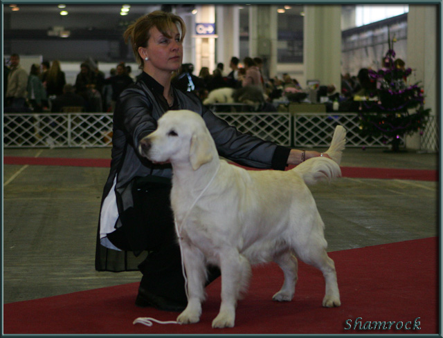 A kvetkez&odblac; kp nem jelenthet&odblac; meg, mert hibkat tartalmaz: ?http://www.shamrock.hu/images/kutyak/viki/2007champ.jpg?.